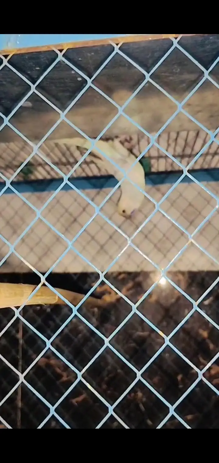 Different types of birds aseel hens mianwali /budgies/Cocktail/pigeon — photo 9