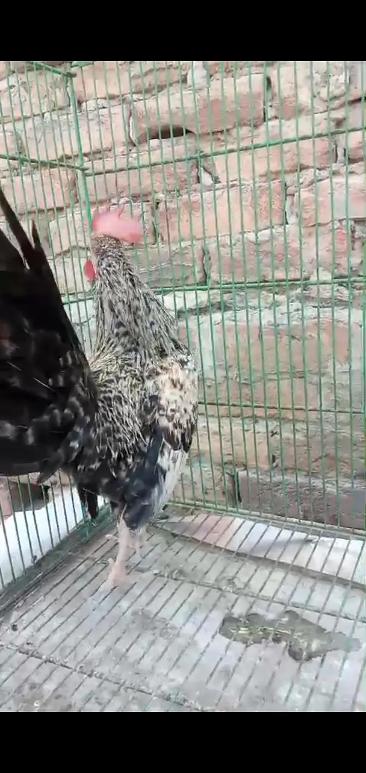 Different types of birds aseel hens mianwali /budgies/Cocktail/pigeon — photo 10
