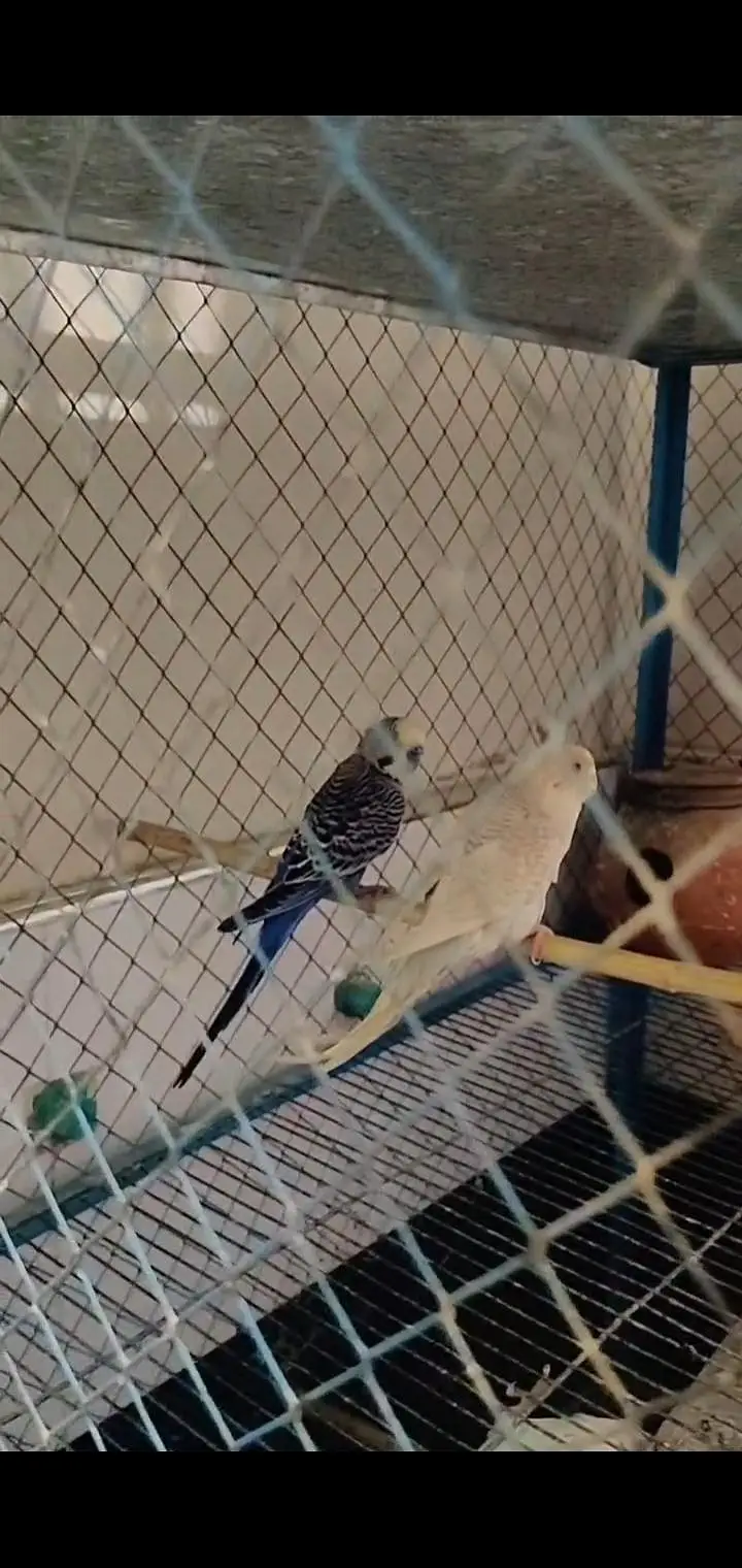 Different types of birds aseel hens mianwali /budgies/Cocktail/pigeon — photo 11
