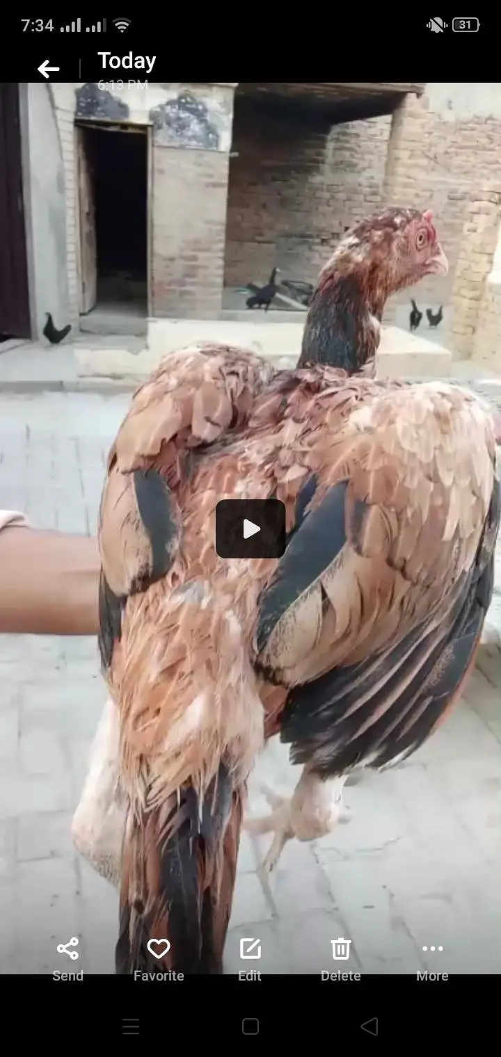 Different types of birds aseel hens mianwali /budgies/Cocktail/pigeon — photo 12