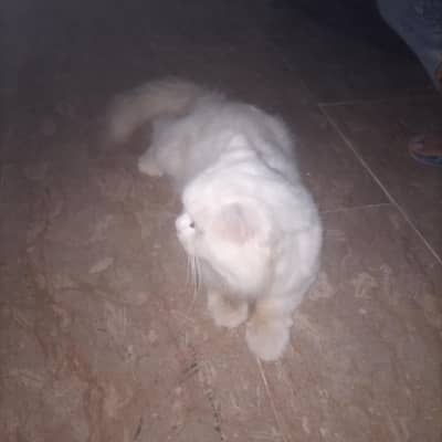 Persian doll face long hair