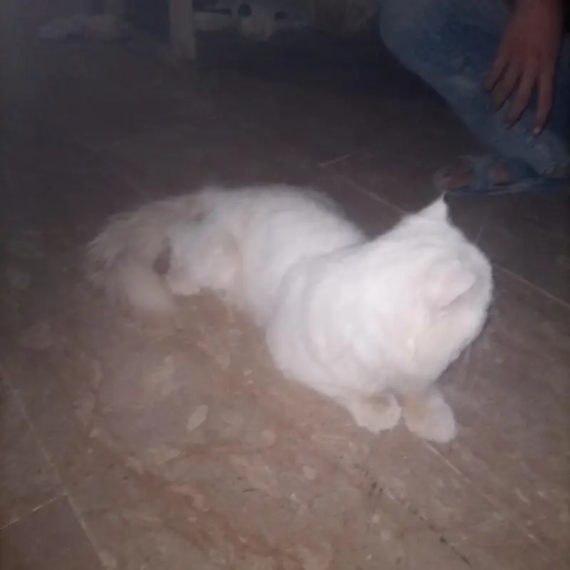 Persian doll face long hair — photo 2