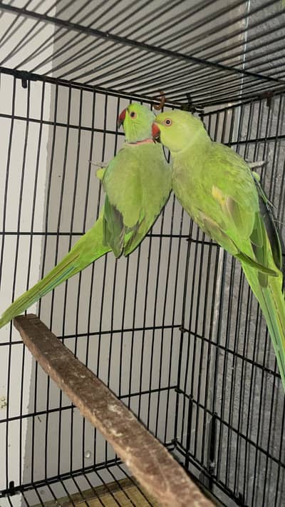 Pair for sale