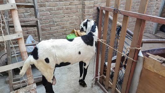 supreme quality female for sale with big joints and with best results