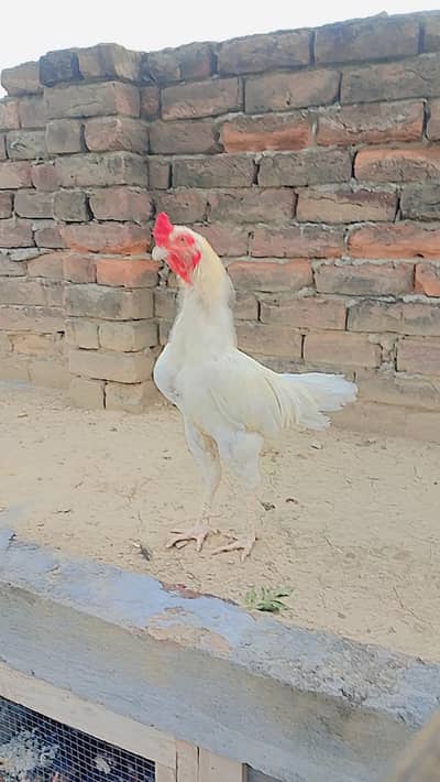 Assel main wali