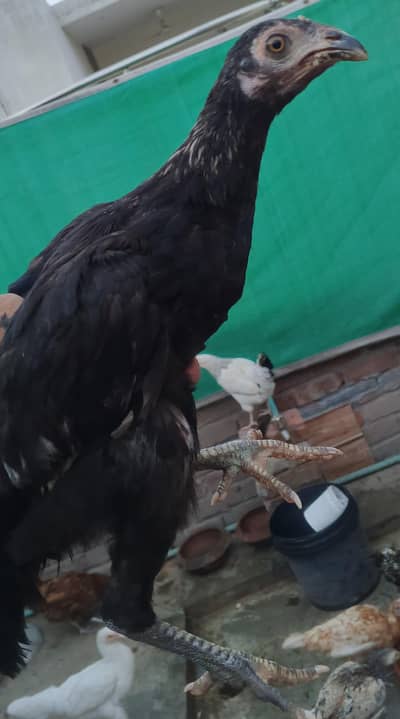 Desi aseel Mix Hens