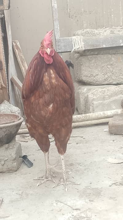 Desi murgha murghi