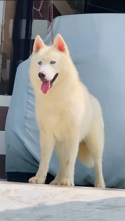 Triple Coated White Rare Siberian Husky