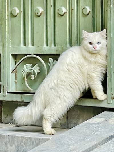 Persian Male looking for new home