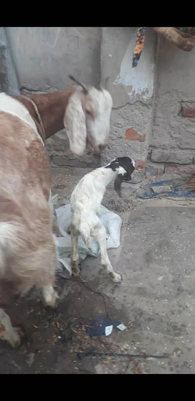 2 bakriyan 1 bacha h