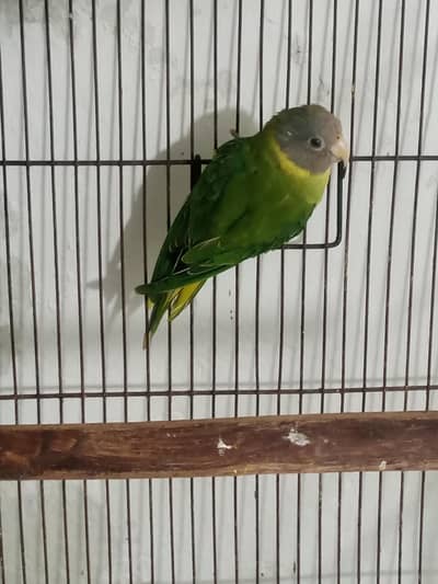 Plumhead udult female for sale wtsp 03204847881