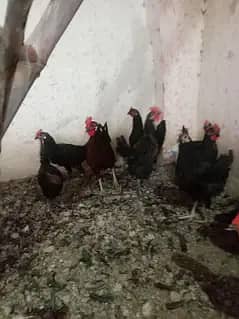 Astralop males aur eggs laying hens Desi Misri hens for sale