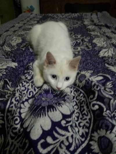 Yah Meri cat white hai