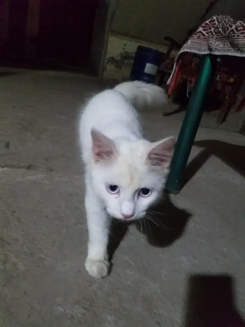 Yah Meri cat white hai — photo 2