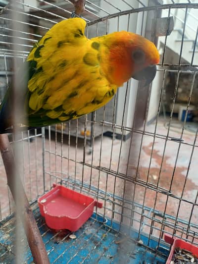 Sun Conure