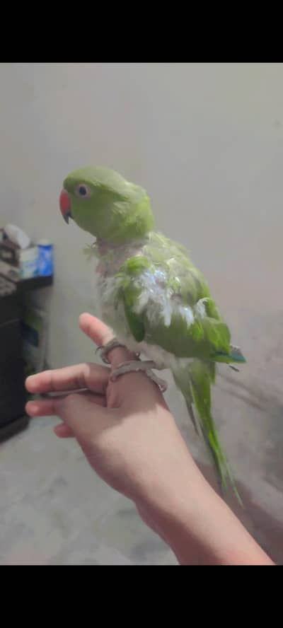 Breeder pair