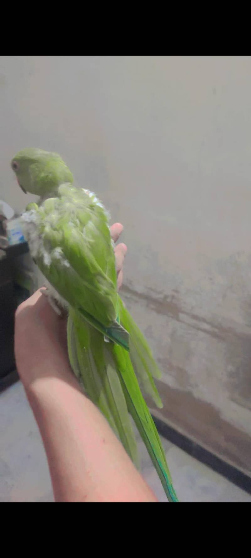 Breeder pair 1