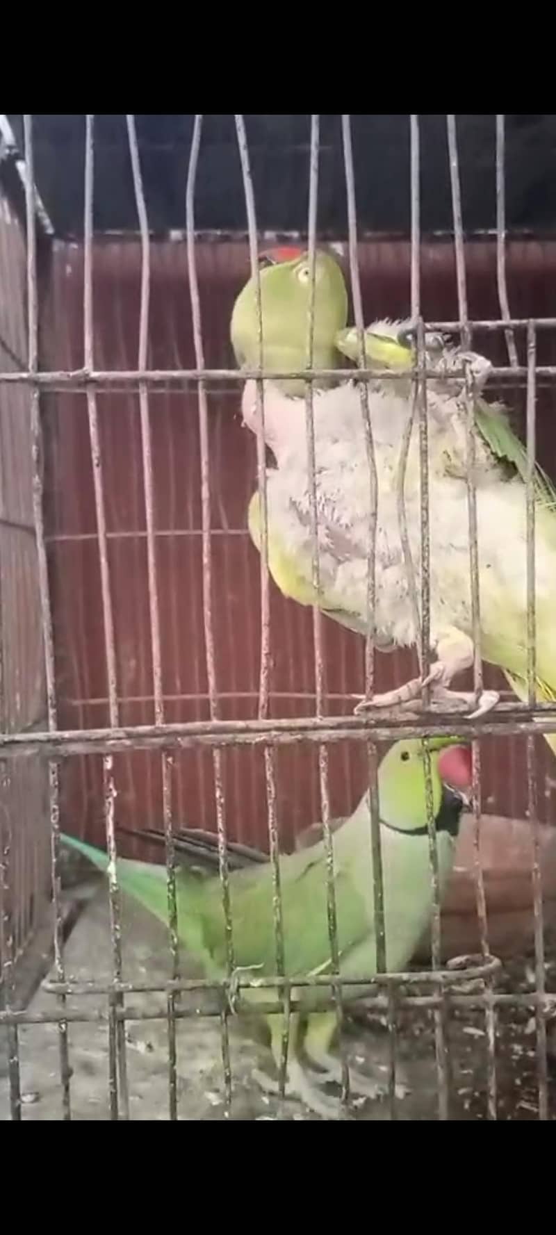 Breeder pair 2