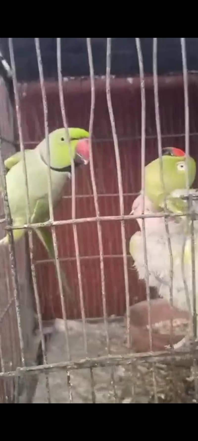 Breeder pair 3
