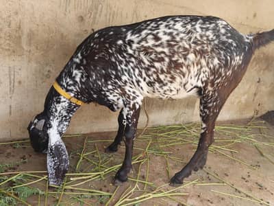 Makachini bakri