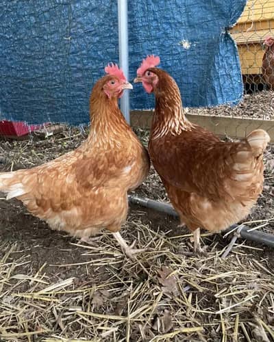 Pair of chickens
