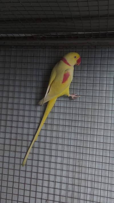 Latino alxinder male