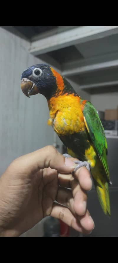 Red collered lorikeet baby