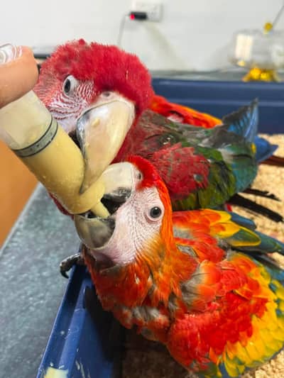 Scarlett macaw parrot chicks