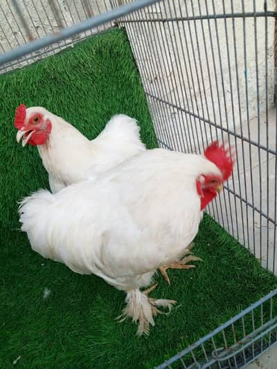 Pure White Bantam Pair - Active & Healthy (7 Months Old)