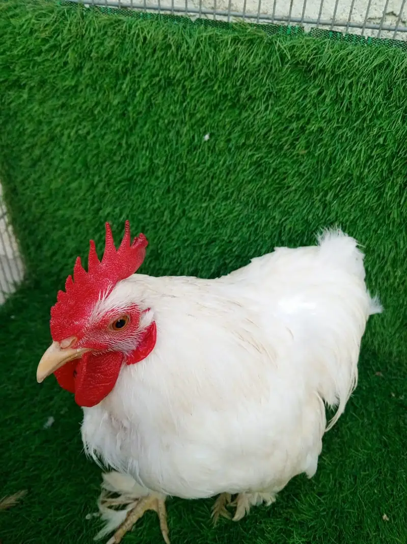 Pure White Bantam Pair - Active & Healthy (7 Months Old) — photo 2