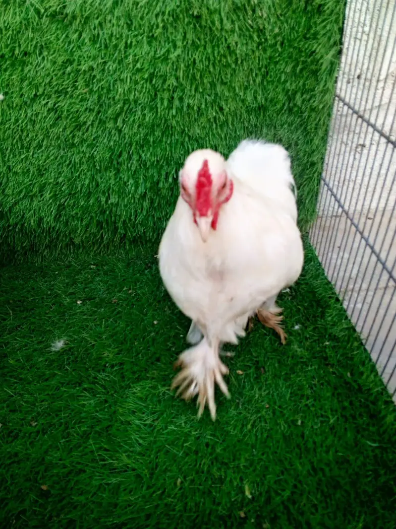 Pure White Bantam Pair - Active & Healthy (7 Months Old) — photo 3