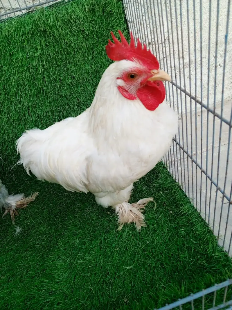 Pure White Bantam Pair - Active & Healthy (7 Months Old) — photo 4