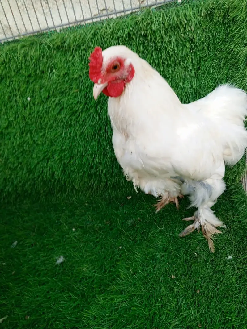 Pure White Bantam Pair - Active & Healthy (7 Months Old) — photo 5