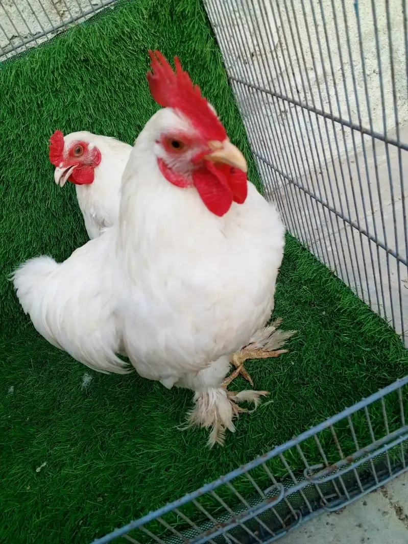 Pure White Bantam Pair - Active & Healthy (7 Months Old) — photo 6