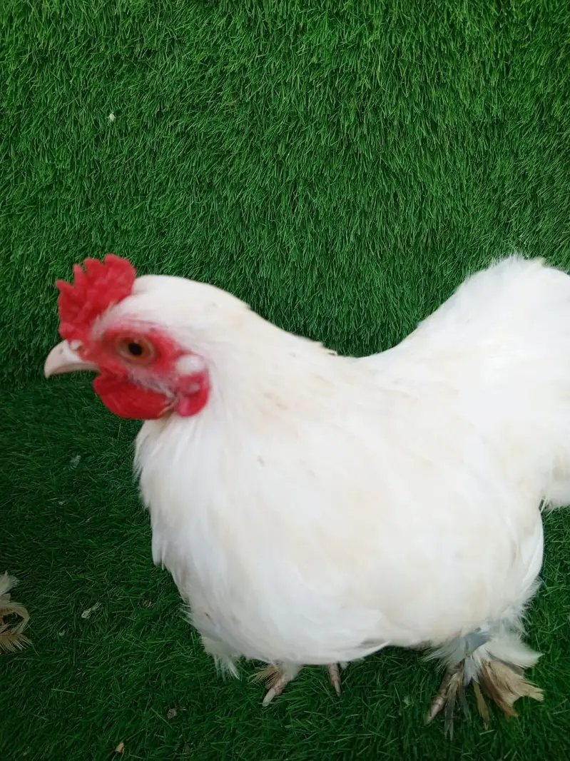 Pure White Bantam Pair - Active & Healthy (7 Months Old) — photo 7