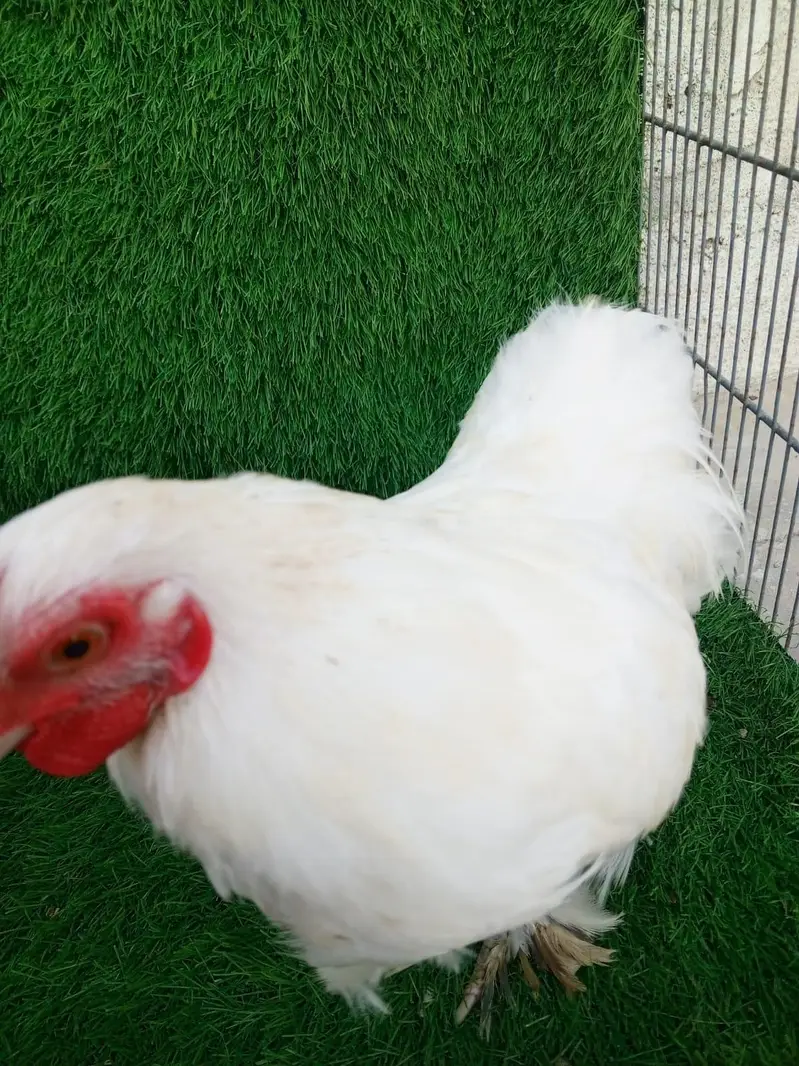 Pure White Bantam Pair - Active & Healthy (7 Months Old) — photo 8