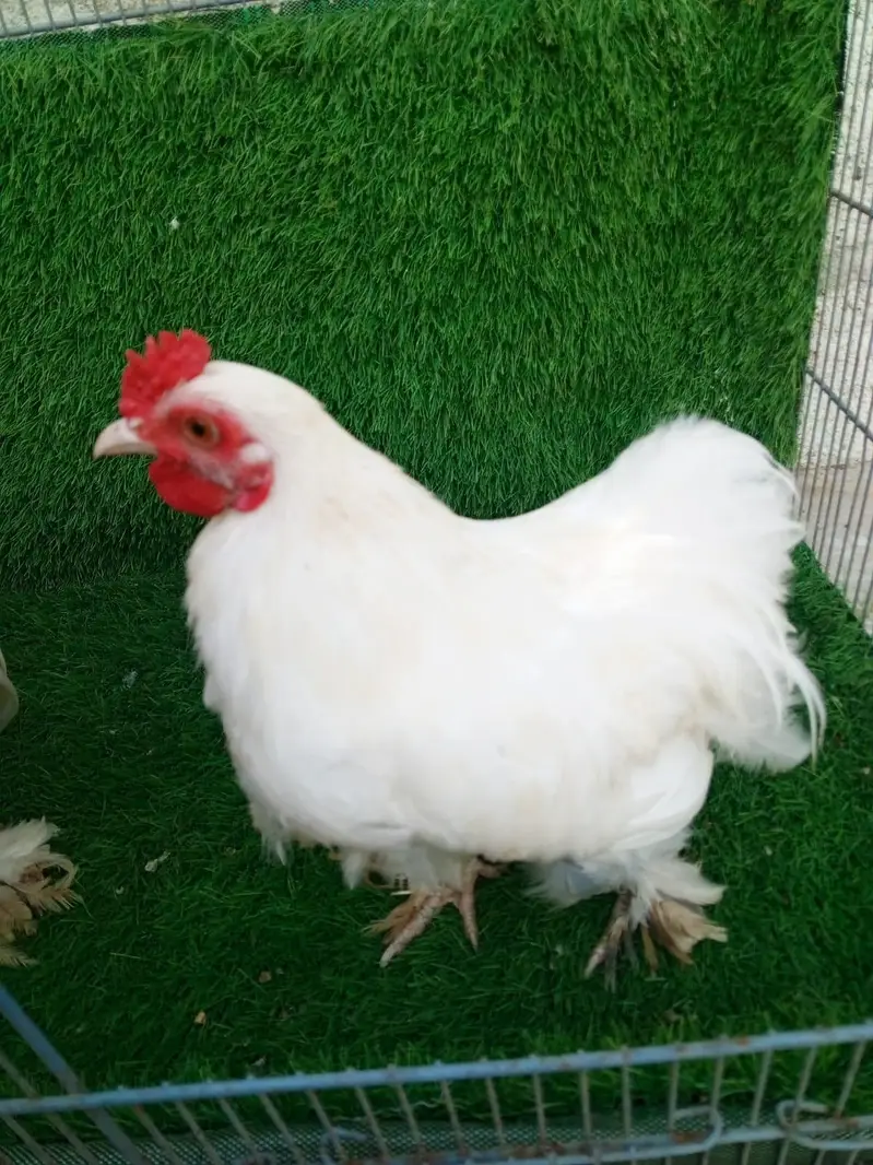 Pure White Bantam Pair - Active & Healthy (7 Months Old) — photo 9