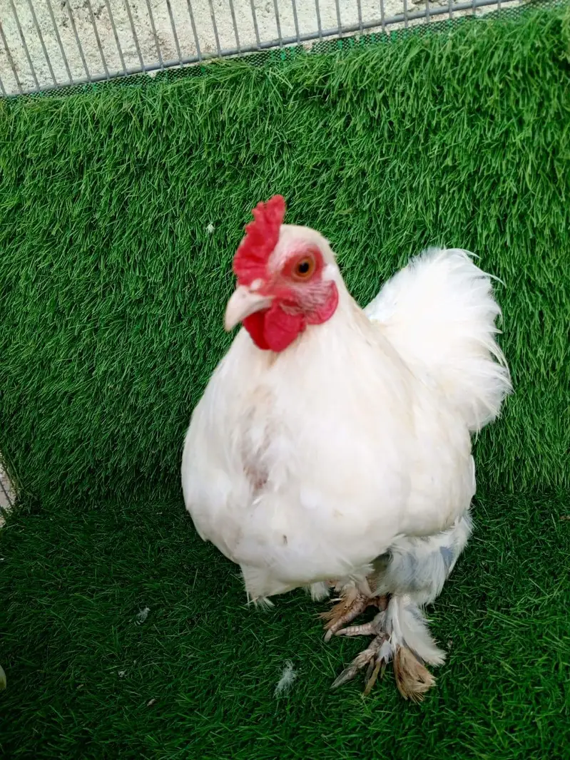 Pure White Bantam Pair - Active & Healthy (7 Months Old) — photo 10