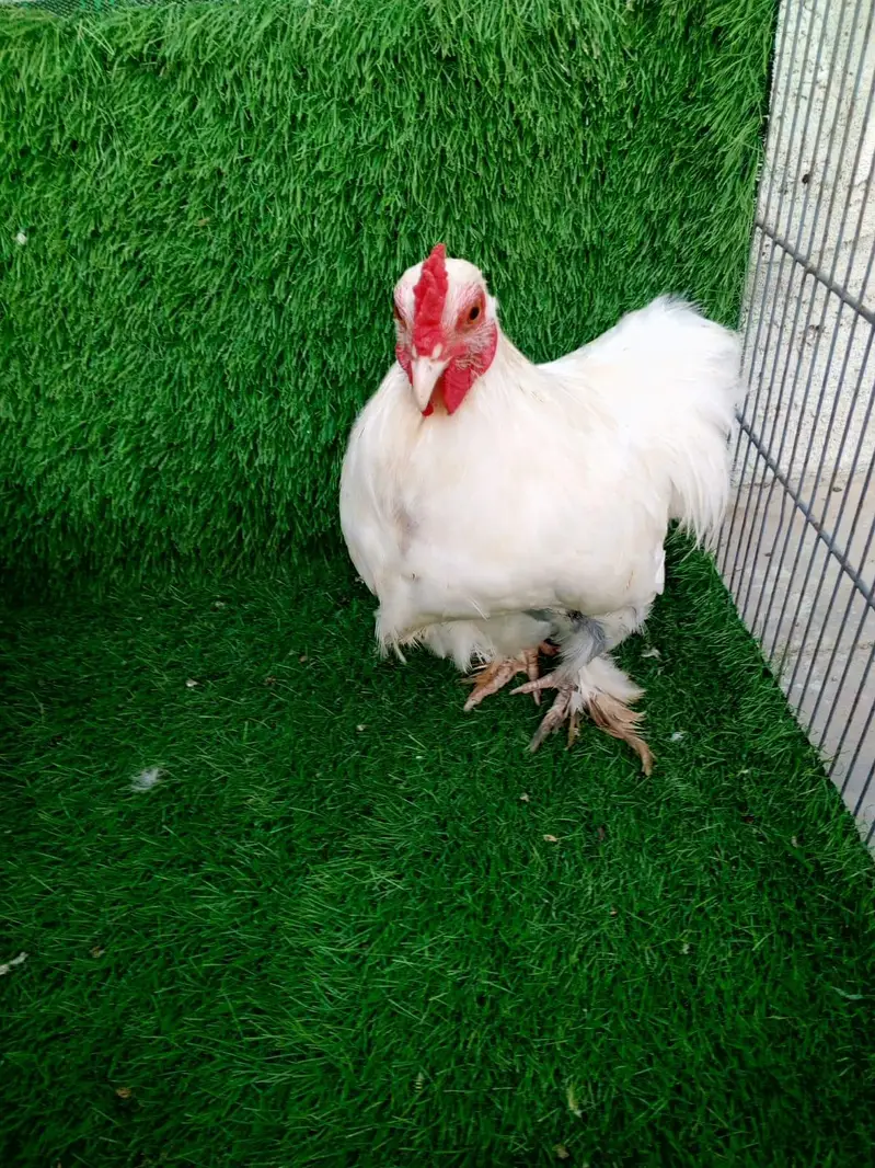 Pure White Bantam Pair - Active & Healthy (7 Months Old) — photo 11