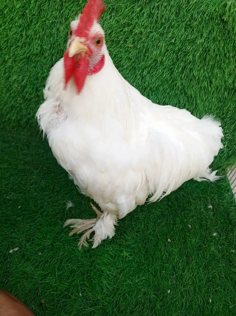 Pure White Bantam Pair - Active & Healthy (7 Months Old) — photo 12
