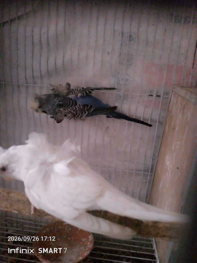 Hoogoroomo Pair 1