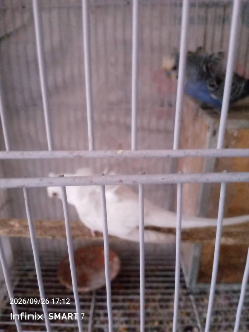 Hoogoroomo Pair 2