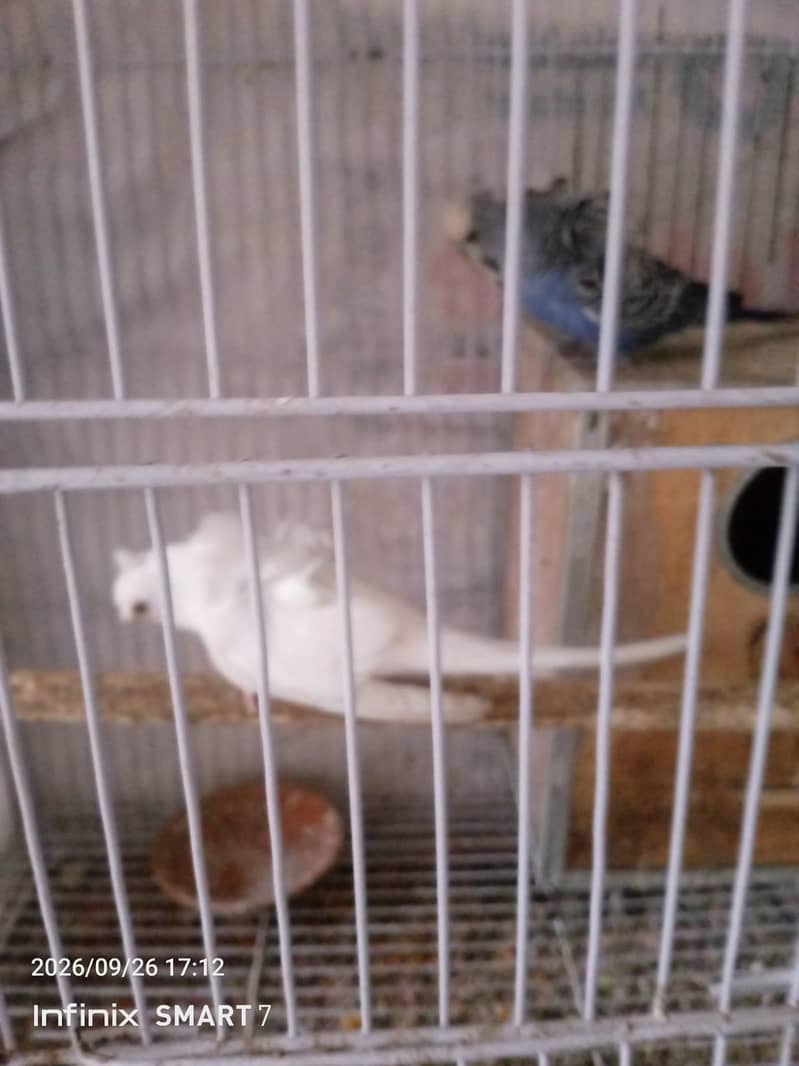 Hoogoroomo Pair 3