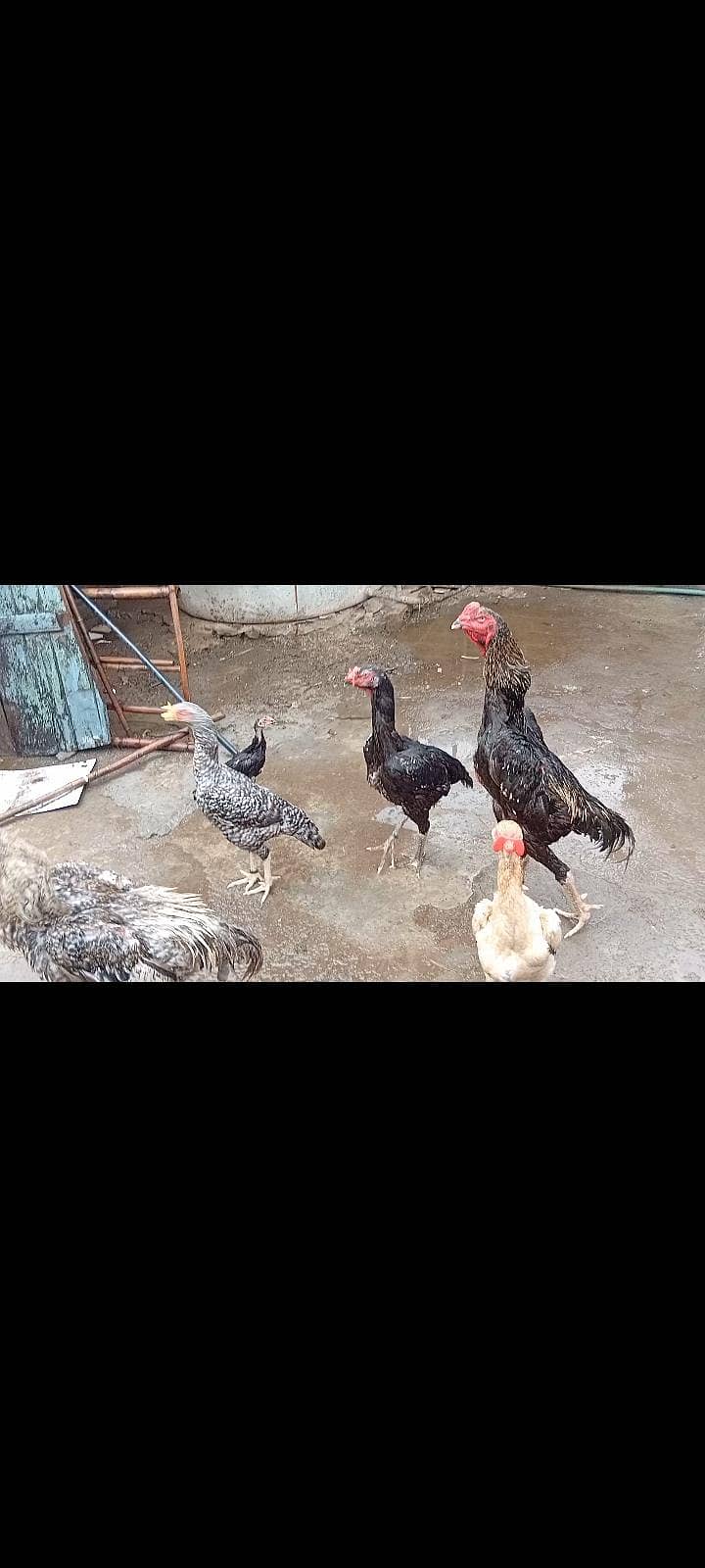 shamo 0