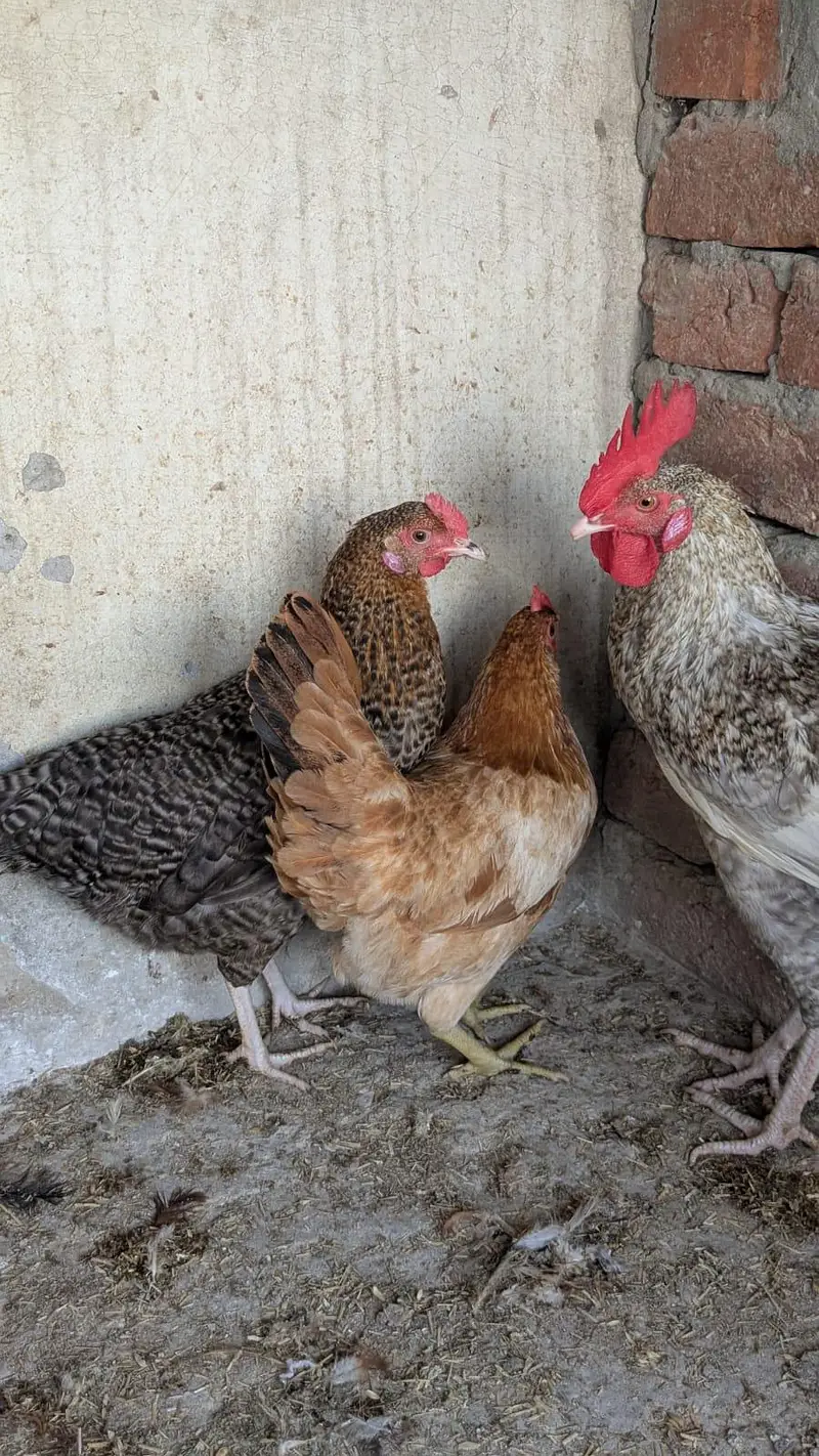 Desi Murgian And Murgay — photo 3