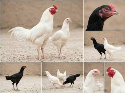 Aseel Heera pair and Chicks