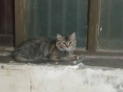 Persian cat for sale