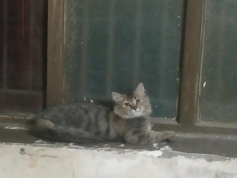 Persian cat for sale — photo 2