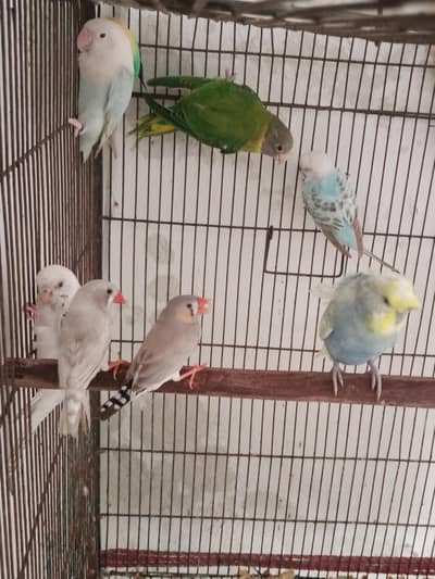 Plumhead udult female for sale wtsp 03204847881