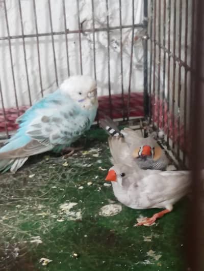 Parrots for sale for sale wtsp 03204847881